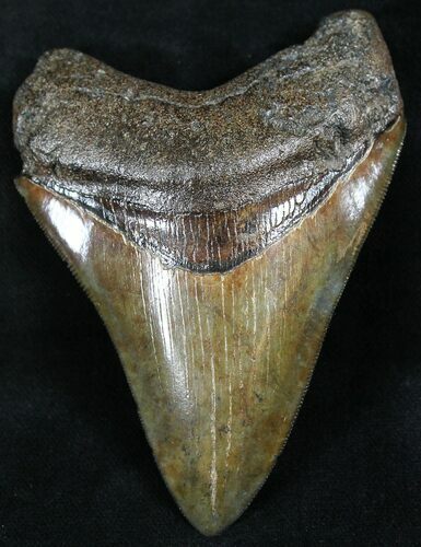 Sharp Megalodon Tooth - Nice Color #26504
